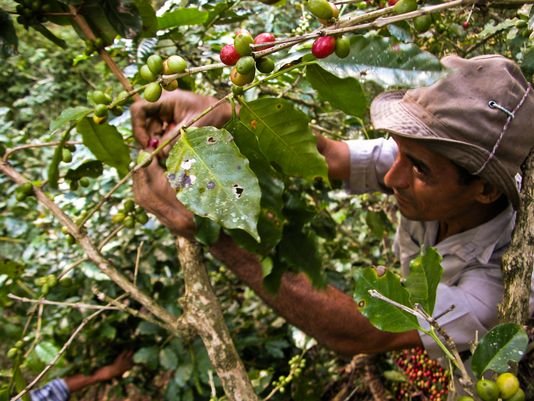 Cuban coffee picker in the eastern province of Santiago de Cuba. Photo: AFP